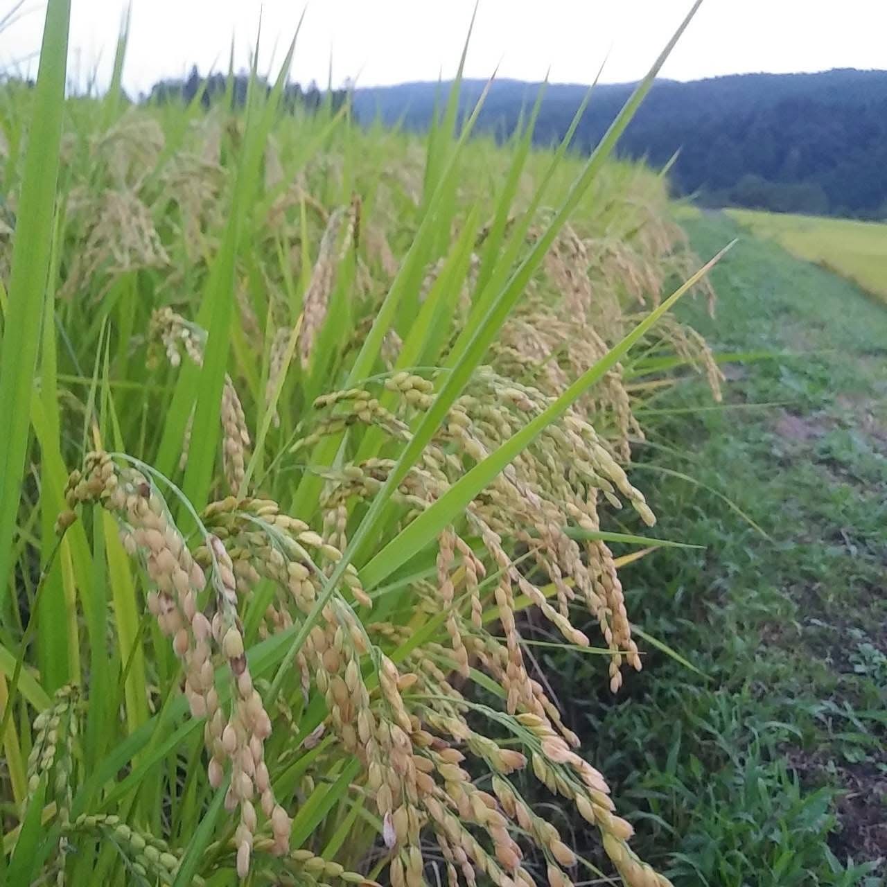 【今でもブレブレ?】〜やりたいことと目指したいこととできることってなんだろ?〜