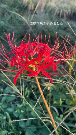 【稲刈りはじまりました】〜やっとホッとできます〜