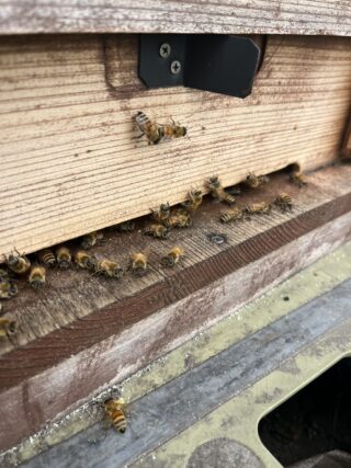 【西洋みつばちがきた】