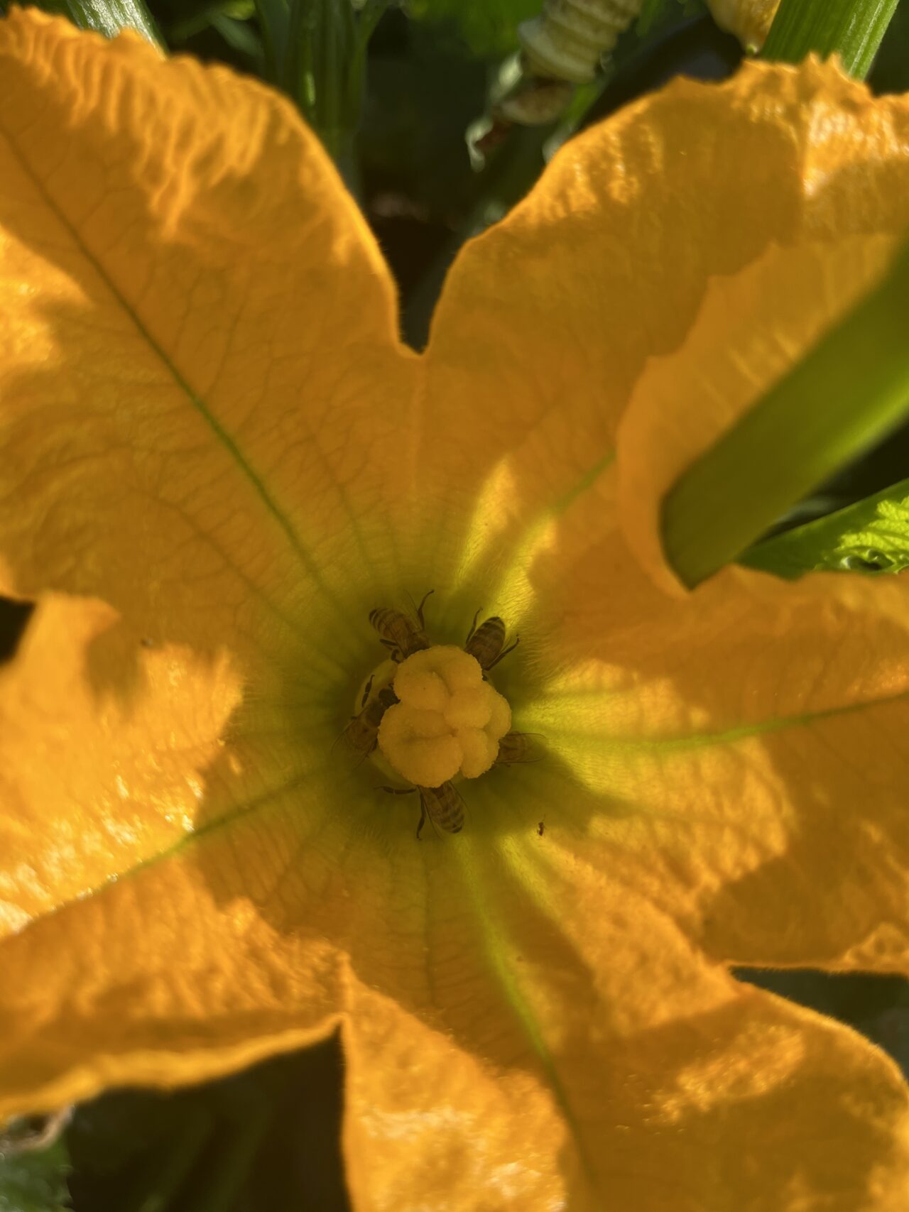 【4年目の養蜂】