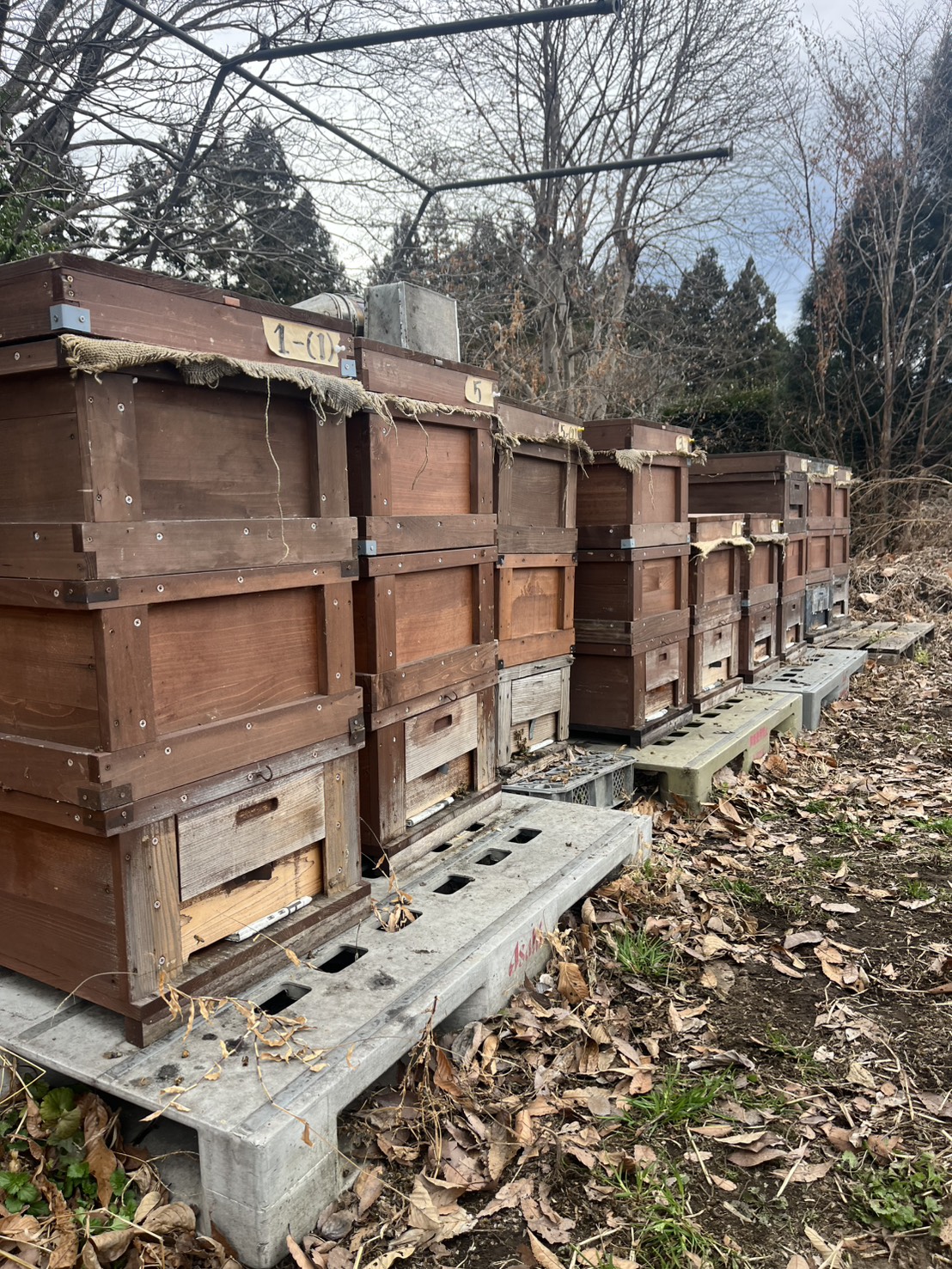 倉渕ごはん農園なのにハチミツ屋さん？ 〜養蜂の商品名について〜